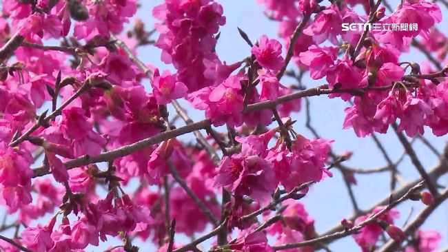 賞櫻不怕人擠人　「私房景點」報你知