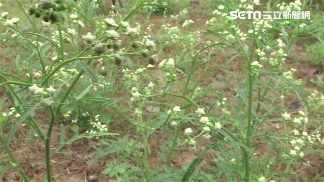 蔓延全台！網傳「毒草」被證實有危險