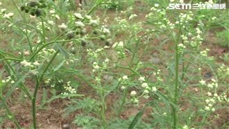 小心毒草在身邊！銀膠菊恐致肝病變