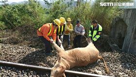 台鐵列車撞牛無法行駛。（圖／台鐵提供）