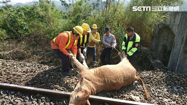為何6牛走上鐵軌被撞？專家分析原因