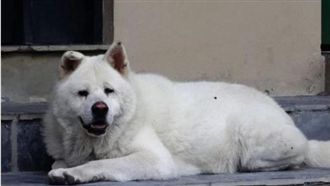 主人過世…忠犬每天走原路等他回來