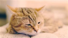 寵物滔客(圖片版權屬於滔客線上雜誌)