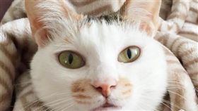 寵物滔客(圖片版權屬於滔客線上雜誌)