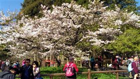 阿里山櫻王盛開吸睛　遊客搶拍（2）
阿里山花季登場，位於阿里山工作站的「櫻王」吉野櫻
幾乎滿開，27日山上天氣晴朗，吸引大量遊客拍照留念
。
（嘉義林管處阿里山工作站提供）