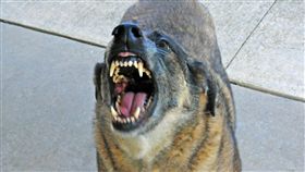 狗狗
https://www.flickr.com/photos/statefarm/6993960366/in/photolist-bE2SKy-gr2CgE-8FcXCj-vnyPV-9moxrU-6u8XJm-2Rax5-7BYP9j-eiZ1iJ-9SRhmR-7t31nZ-9a8dk5-nkZzPS-79oUrC-9iHfhV-ehYMKW-gkFH3d-875WUX-A8zQK-fb9