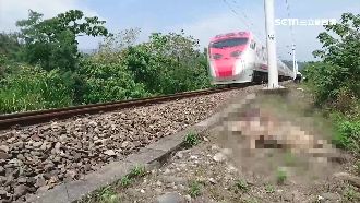 6黃牛闖鐵軌遭撞　飼主還得賠十多萬