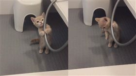 ▲貓咪抱著水管不放。（圖／翻攝自ミル@milkymirukun推特）