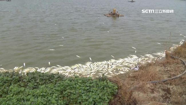 7萬斤虱目魚遭毒斃　警po網緝凶