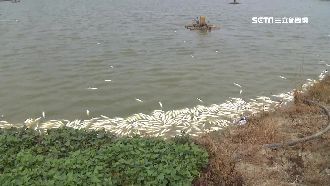 7萬斤虱目魚遭毒斃　警po網緝凶