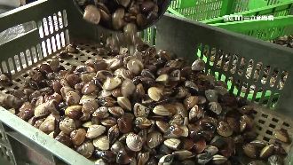 天氣不穩文蛤量銳減　價格漲3到4成