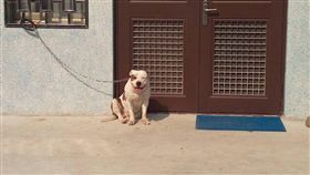 比特犬闖禍
苗栗縣公館鄉1名女童28日被自家飼養的比特犬拉得整
個人趴在馬路上，57歲古姓婦人見狀熱心上前攙扶搭救
，卻反被狗咬斷中指、脖子也有撕裂傷，闖禍的比特犬
事後在家門口一臉無辜。
中央社記者管瑞平攝