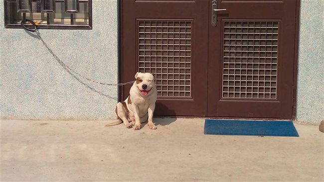 比特犬護主咬人！　法官罰狗不罰飼主