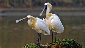 黑面琵鷺在台紀錄創新高  全球增加最多
「黑面琵鷺全球普查」結果出爐，農委會指出，台灣紀
錄到2601隻黑面琵鷺，再創歷年新高紀錄，年增541隻
，為全球增加最多國家。
（王徵吉提供）
中央社記者陳政偉傳真