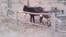 萌驢這樣解救同伴　網友驚呼太聰明