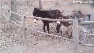 萌驢這樣解救同伴　網友驚呼太聰明