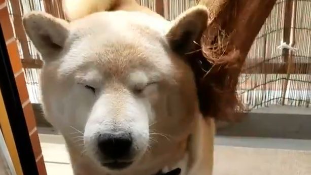 柴柴進門全身大掃除　表情哀怨眼神死