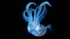 索尼世界攝影大獎,台灣區域國家獎　圖／中央社（台灣索尼提供）