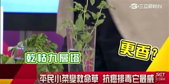 平民小菜變救命草　抗癌排毒它在行！