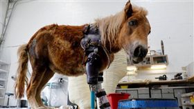 迷你馬,截肢,義肢,受傷,醫生,美國,矯正器,Derrick Campana 圖／翻攝自malaymail