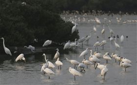 黑面琵鷺　圖／中央社