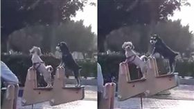 狗狗,毛小孩,汪星人,翹翹板,爆廢公社,公狗腰,腰力　圖／翻攝自爆料公社