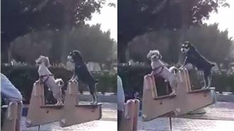 狗狗玩翹翹板萌翻天　留言卻大歪樓！
