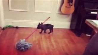 房間好髒！小法鬥萌咬拖把自己打掃