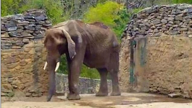 動物園沒錢買食物　大象餓成皮包骨