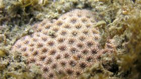 修正保育類野生動物名錄　新增物種199種