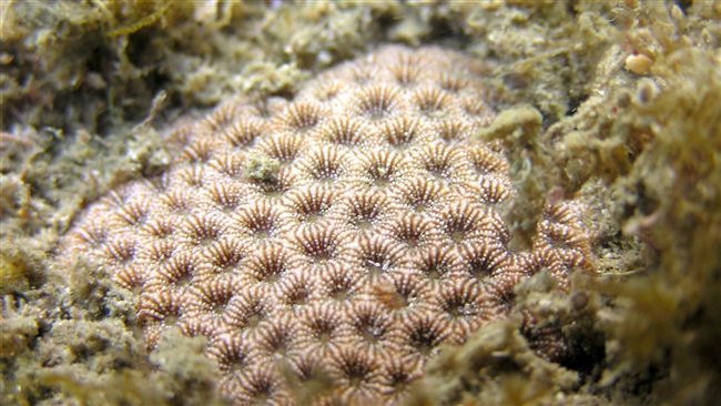 保育類野生動物名錄　新增199物種
