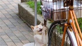 貓,章魚腳
圖／翻攝自推特