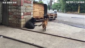 喵星人悠閒散步　下一秒竟爆打黑狗。（圖／翻攝自張朝明臉書）