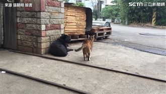 喵星人悠閒散步　下一秒竟爆打黑狗