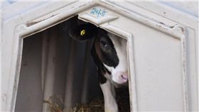 英國,多塞特郡,多徹斯特,乳牛,養殖場,飼養屋,牛隻,每日郵報　圖／翻攝自每日郵報