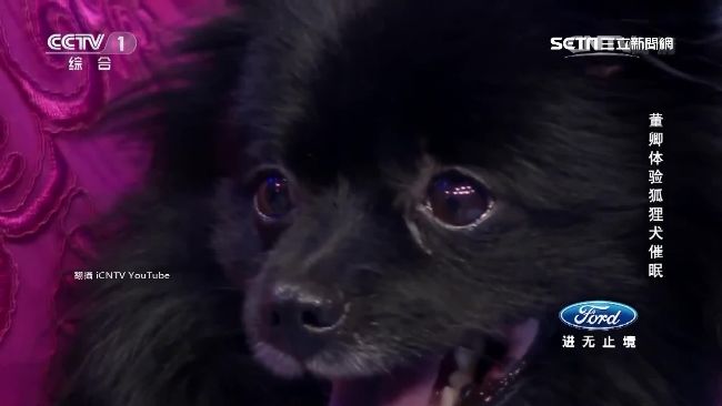 狐狸犬會催眠　水汪眼讓人不自覺想睡