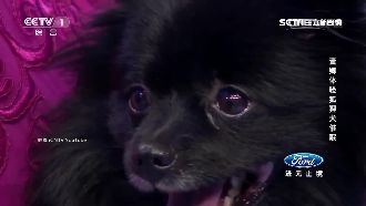 狐狸犬會催眠　水汪眼讓人不自覺想睡