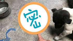  狗狗散步叼回女性內衣。（圖／翻攝自《爆料公社》）