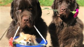 小黑拎一籃博美　全程護送揪甘心♥