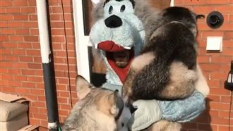 影／月月認錯同伴　跳到身上攬牢牢～