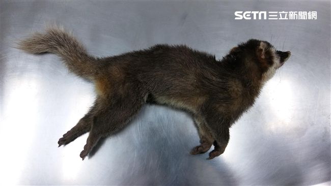 今年第5例！嘉義鼬獾染狂犬病咬人