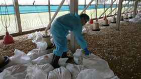 彰化，禽流感（圖／中央社）