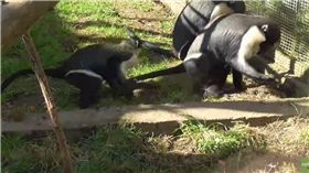 猴子,母猴,Twycross Zoo,英國　圖／翻攝自YouTube