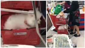 全聯有狗毛（圖／翻攝自爆料公社）