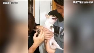 主人幫毛孩剪指甲　讓吉娃娃超崩潰