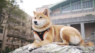 萌校犬可樂領學生證　可到圖書館借書