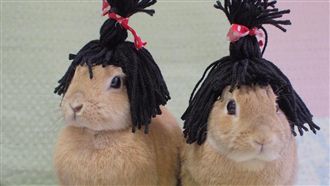 萌兔化身日本武士　開心的低頭猛吃草