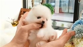 博美,寵物,狗,毛小孩,愛上毛們
(圖片來源:ig@rollyteacuppuppies)