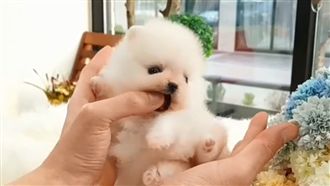 迷你博美帶著走　只融你心不融你口♥