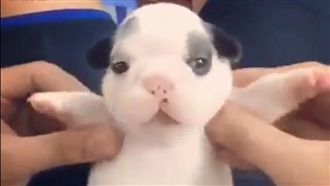 影／小萌狗跳跳舞　搖咧搖咧搖～